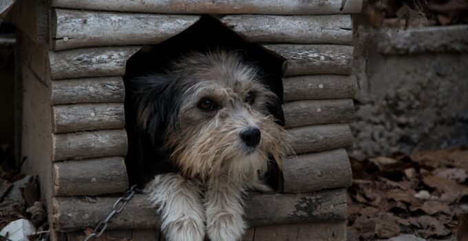Photo AI, Shelter Pet Adoption