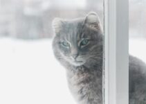 How to Stop Cats from Running Out the Door How to Stop Cats from Running Out the Door