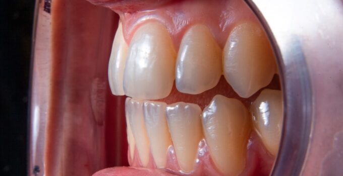 Photo Pet Dental Health