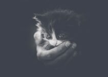 How to Use AI to Interpret Pet Emotions