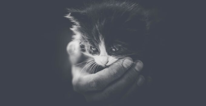 Photo AI, Interpret, Pet Emotions