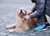 Dog Bloat Prevention: Recognizing This Life-Threatening Condition
