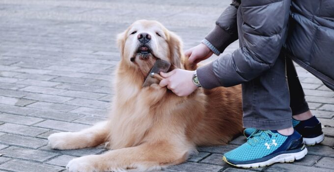Photo Dog Bloat Prevention