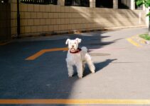 How to Train a Puppy Using AI Apps How to Train a Puppy Using AI Apps