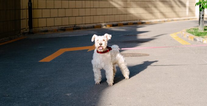 Photo Train Puppy AI Apps