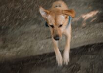 How to Train a Puppy Using AI Apps