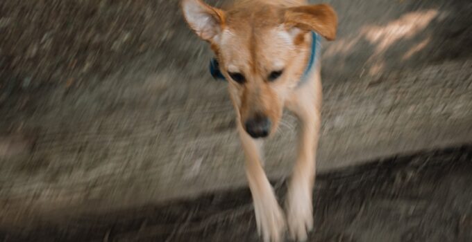 Photo Train Puppy AI Apps