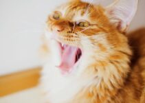 Cat Stress Indicators: Environmental Management Cat Stress Indicators: Environmental Management
