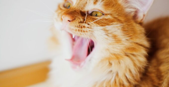 Photo Cat Stress Indicators