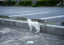 How to Track Your Cat’s Location with GPS