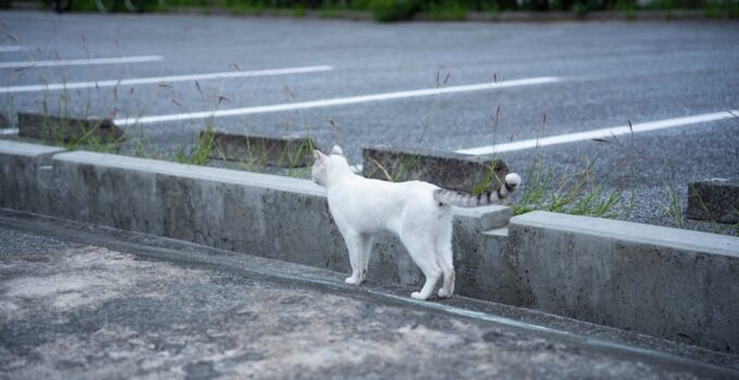 Photo Track Cats Location with GPS