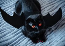How to Train Cats with AI Laser Toys How to Train Cats with AI Laser Toys