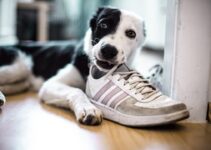 How to Stop Dogs from Chewing Shoes How to Stop Dogs from Chewing Shoes