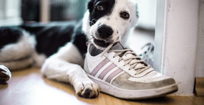 Photo Stop Dogs Chewing Shoes