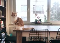 How to Stop Cats from Knocking Things Off Tables How to Stop Cats from Knocking Things Off Tables