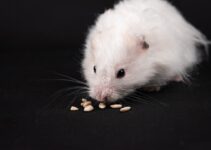 How to Use AI to Identify Toxic Foods for Pets