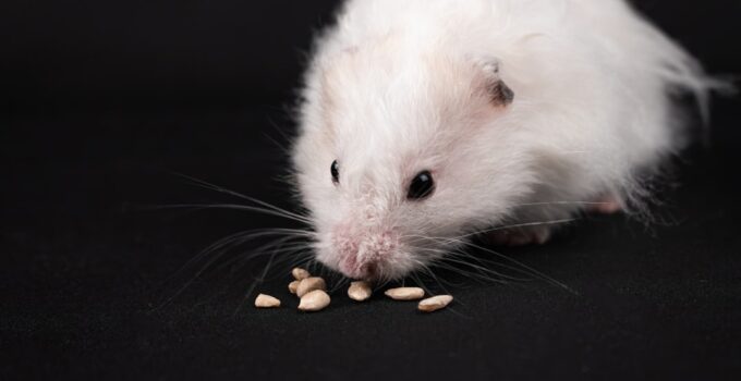 Photo AI, Identify, Toxic Foods, Pets