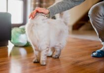 How to Automate Pet Training Sessions with AI How to Automate Pet Training Sessions with AI