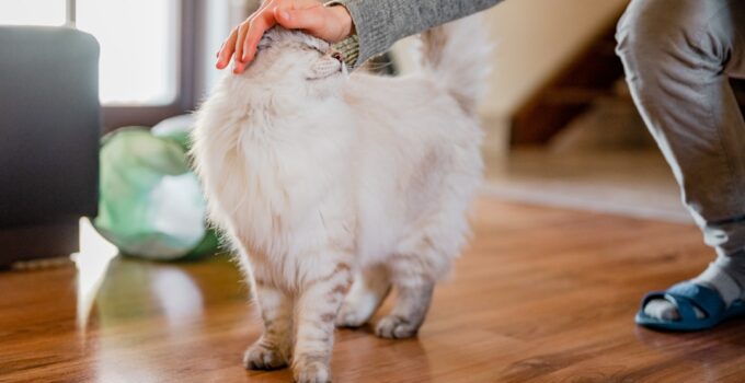 Photo Automate Pet Training Sessions