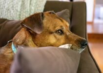 How to Stop Dogs from Barking at the TV How to Stop Dogs from Barking at the TV