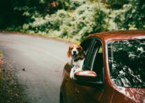 How to Use AI to Plan Pet-Friendly Road Trips How to Use AI to Plan Pet-Friendly Road Trips