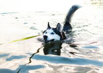 How to Track Pet Water Intake with AI Devices