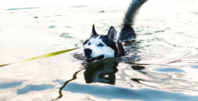 Photo Track Pet Water Intake