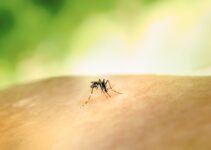 How to Detect Fleas and Ticks with AI Devices