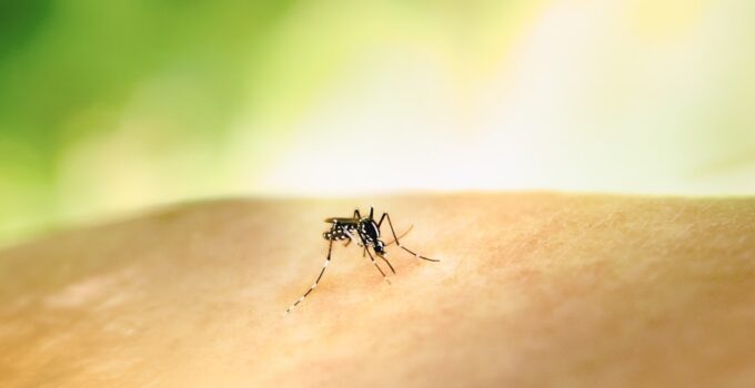 Photo Detect Fleas and Ticks
