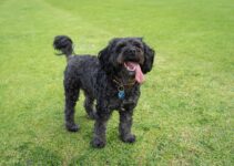 How to Train Your Puppy to Stop Biting