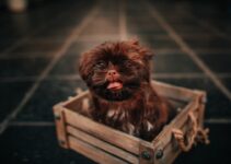 How to Potty Train a Dog in 7 Days