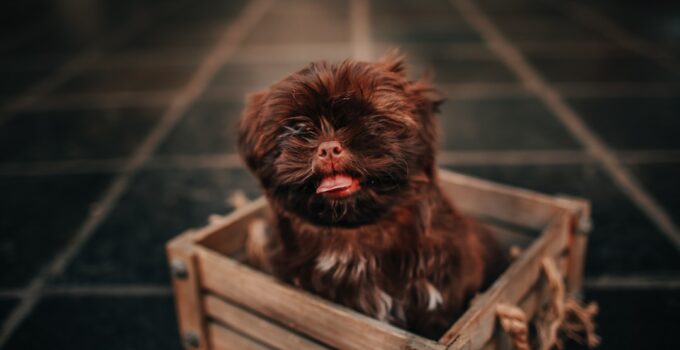 Photo Potty Train Dog