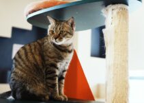 How to Stop Your Cat from Scratching Furniture How to Stop Your Cat from Scratching Furniture