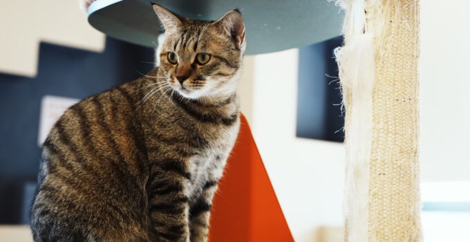 Photo Cat Scratching Furniture