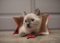 How to Introduce a New Kitten to Your Home