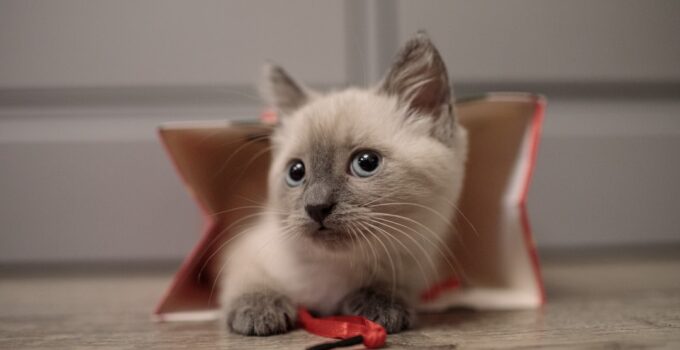 Photo Introduce a New Kitten