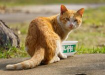 How to Clean Your Cat’s Litter Box the Right Way