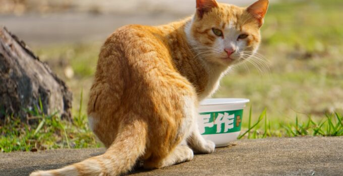 Photo Clean Cat Litter Box