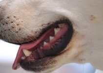 How to Brush Your Dog’s Teeth Daily