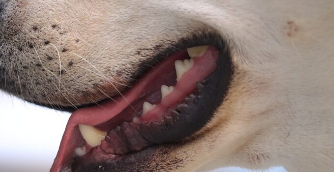 Photo Brush Your Dogs Teeth