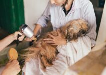 How to Give Your Dog a Bath Without Stress How to Give Your Dog a Bath Without Stress