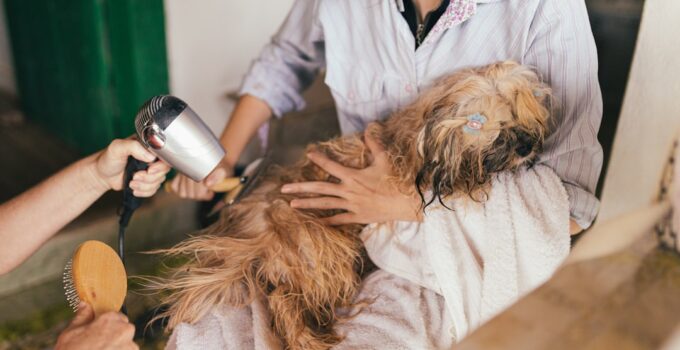Photo Dog Bath