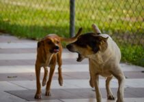 How to Stop Your Dog from Barking Excessively How to Stop Your Dog from Barking Excessively