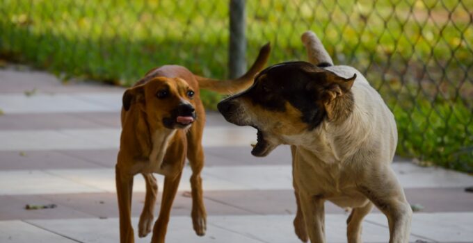 Photo Stop Dog Barking