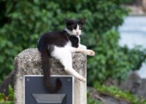 How to Train Your Cat to Use the Litter Box How to Train Your Cat to Use the Litter Box