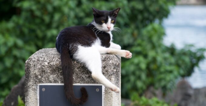 Photo Train Cat Litter Box