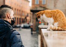 How to Connect Smart Pet Feeder to WiFi How to Connect Smart Pet Feeder to WiFi