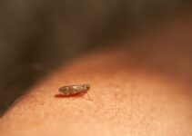 How to Prevent Fleas and Ticks on Your Pet