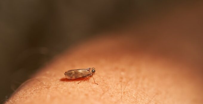 Photo Prevent Fleas and Ticks