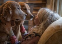 How to Care for a Senior Dog Over 10 Years Old How to Care for a Senior Dog Over 10 Years Old